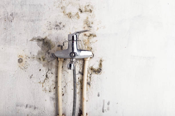 Best Residential Mold Removal  in Franklin, LA