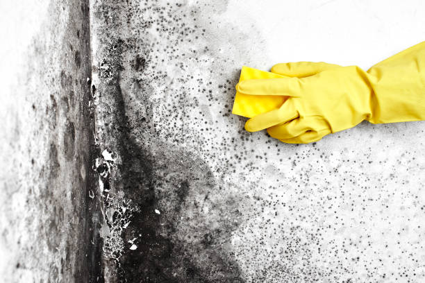 Best Home Mold Removal  in Franklin, LA