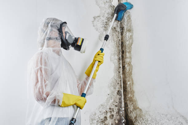 Best Black Mold Removal  in Franklin, LA