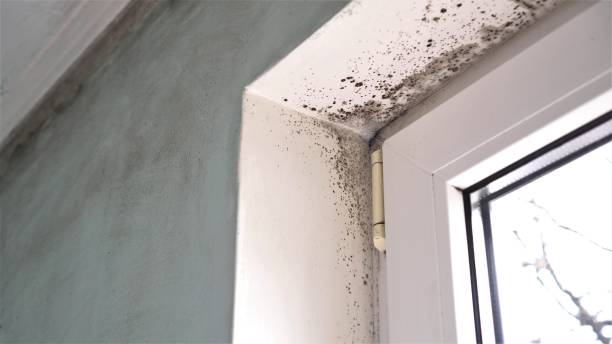 Best Certified Mold Removal  in Franklin, LA