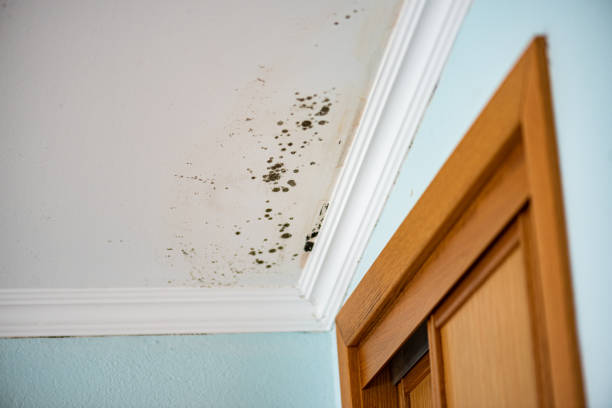 Best Home Mold Removal  in Franklin, LA