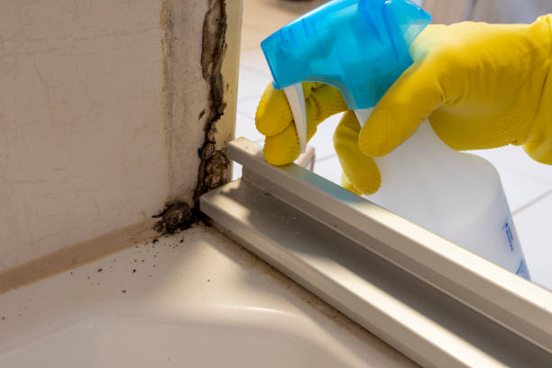 Home Mold Removal in Franklin, LA