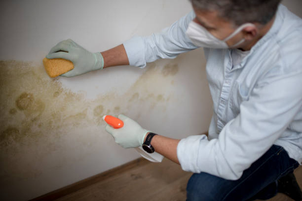 Franklin, LA Mold Removal Company