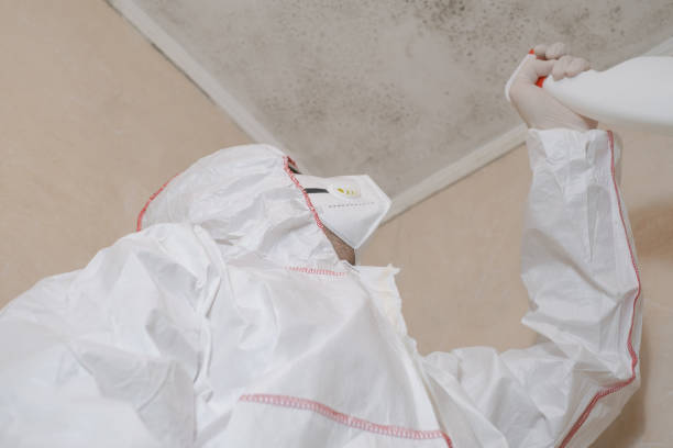 Mold Removal Process in Franklin, LA