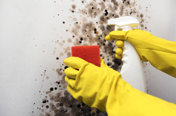 Best Attic Mold Removal  in Franklin, LA
