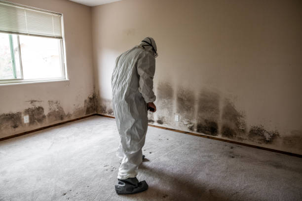 Best Black Mold Removal  in Franklin, LA