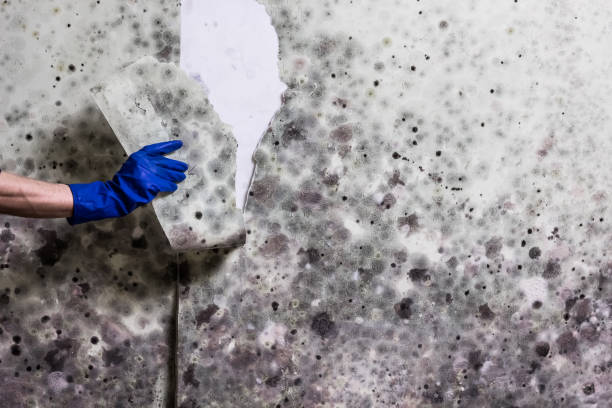 Best Mold Remediation Services  in Franklin, LA