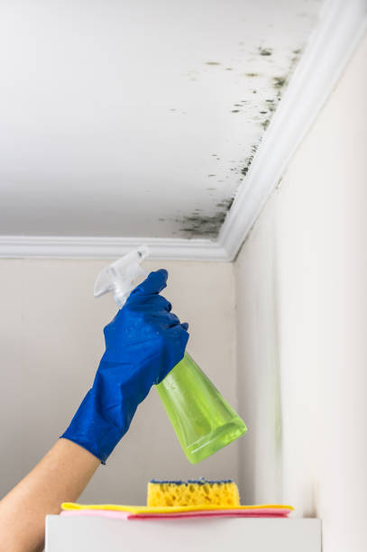 Best Mold Cleaning Services  in Franklin, LA